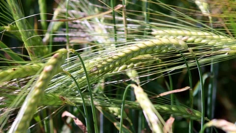 A rye field close up 4k 25fps video Stock Footage 277209372