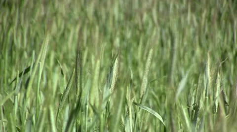 Rye field (closeup) Stock Footage 53008653