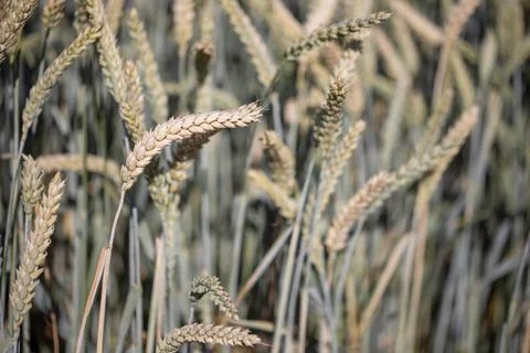 Rye field closeup Stock Photos