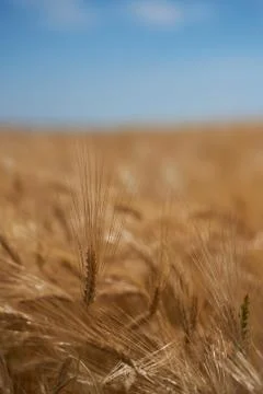 Rye field - corn - soft bokeh Фото
