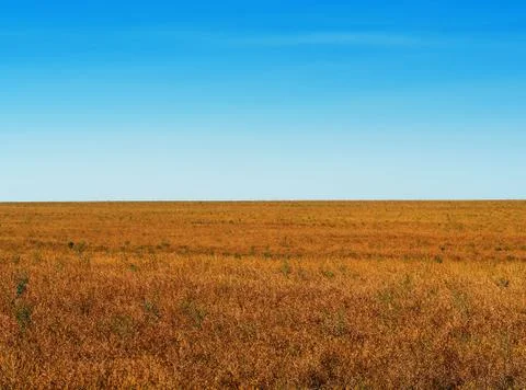Rye field during fall landscape background Stock Photos