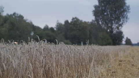 Rye Field at Dusk wth Traffic Stock Footage 153489188