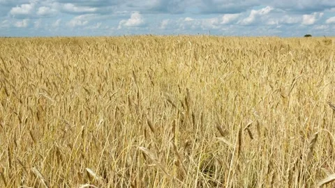 Rye field, ears of rye swaying in the wind. Stock Footage 246853052
