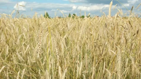 Rye field, ears of rye swaying in the wind close-up. Agricultural industry. Stock Footage 246960711