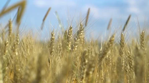 Rye field. The ears sway in the wind 動画素材 195663553