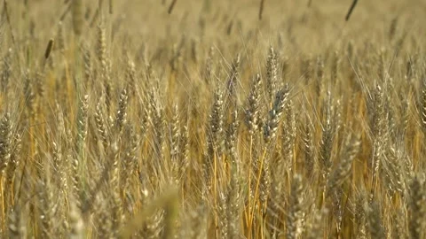 Rye field. The ears sway in the wind 動画素材 195663588