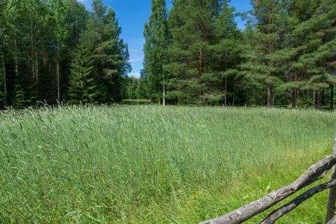Rye field on the edge of the forest Stock Photos