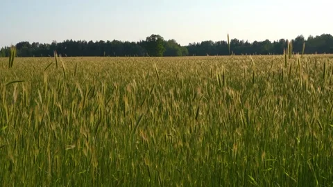 Rye field in the evening breeze Stock Footage 320826007