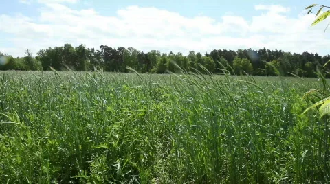 Rye Field Stock Footage 731677