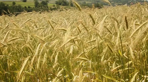 Rye field Stock Footage 7670769