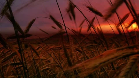 Rye field 스톡 동영상 7729040