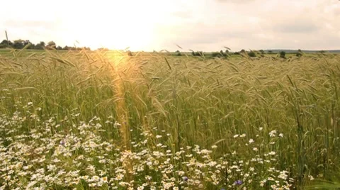 Rye field Stock Footage 7729081