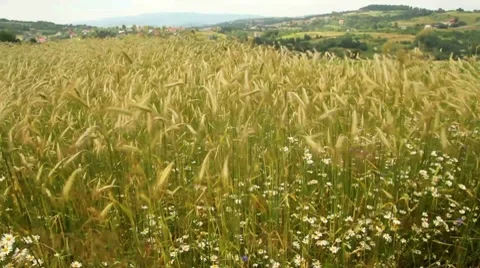 Rye field Stock Footage 7729096