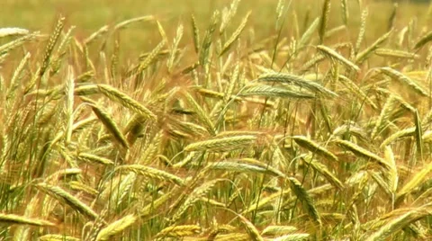 Rye field Stock Footage 7729108