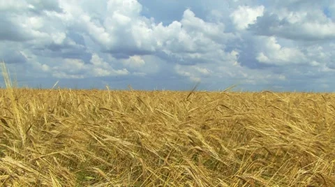 Rye Field Stockbeeldmateriaal 7737567