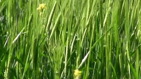 Rye field Stock Footage 9030522