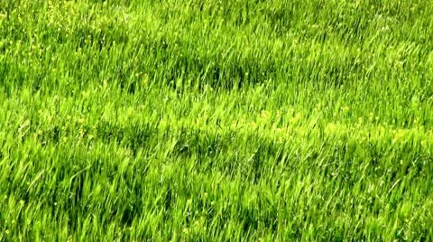 Rye field Stock Footage 10566437
