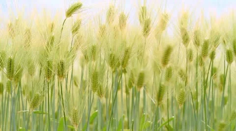 Rye field. Stock Footage 11128735
