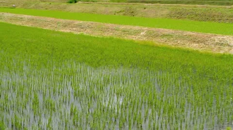 Rye field. Stock Footage 11154205