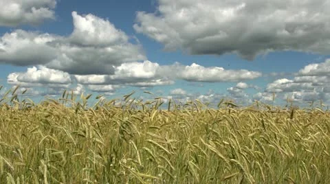 Rye field Stock Footage 11439826