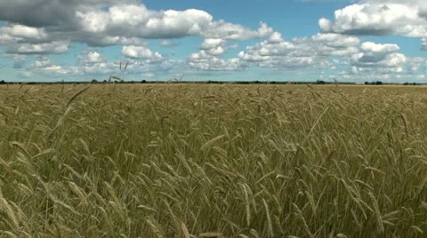 Rye field Stock Footage