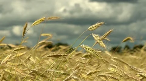 Rye field Stock Footage 11440034