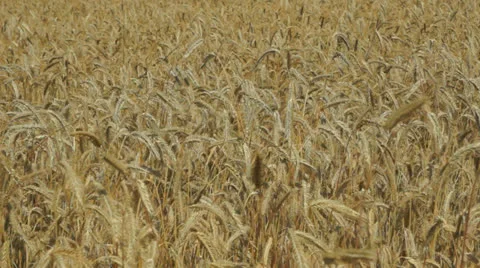 Rye field Stock Footage 25936312