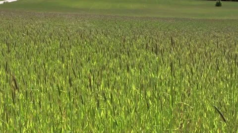 Rye field Video stock 53011701