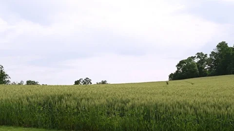 Rye field Video stock 80288698