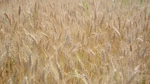 Rye in the field Stock Footage