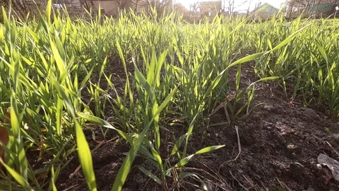 Rye on the field Stockbeeldmateriaal 108826309