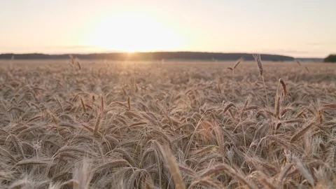 Rye field Vidéo 109662531