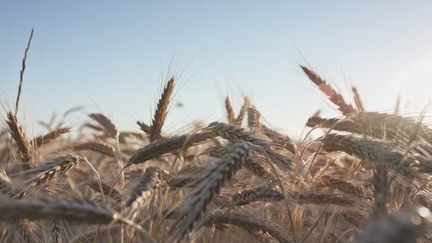 Rye field Vidéo 109663004