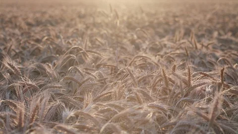 Rye field Vidéo 109663496