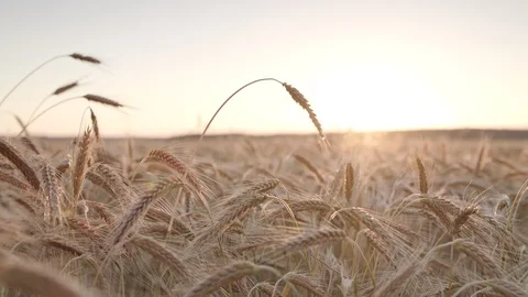 Rye field Vidéo 109664113