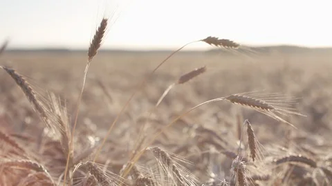 Rye field Vidéo 109665142
