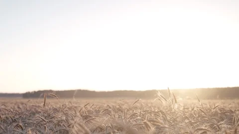 Rye field Vidéo 109666026