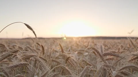 Rye field Vidéo 109666623