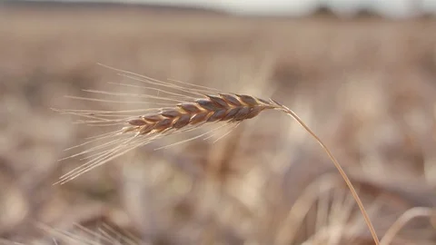 Rye field Vidéo 109666987