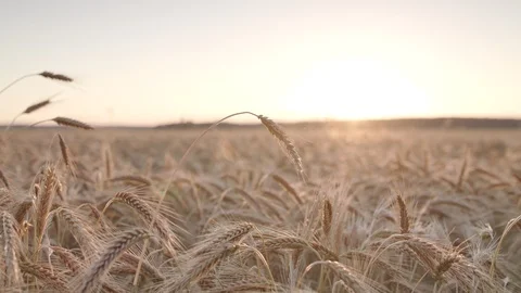 Rye field Vidéo 109667324