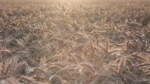 Rye field Vidéo 109667777