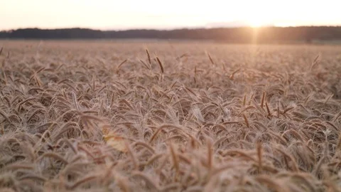 Rye field Vidéo 109668133
