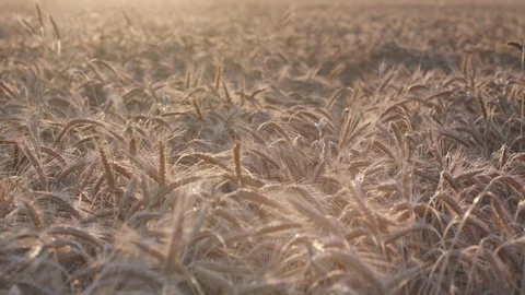 Rye field Vidéo 109668621
