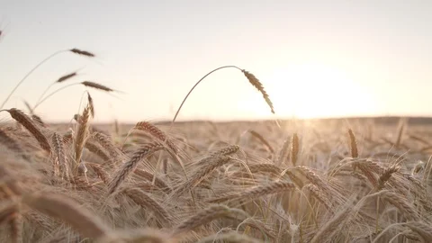 Rye field Vidéo 109669287
