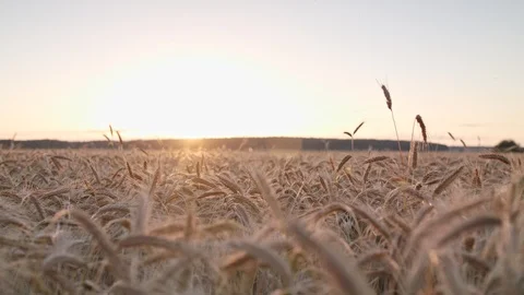 Rye field Vidéo 109670462