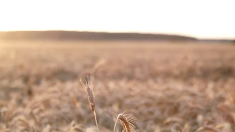 Rye field Vidéo 109671008