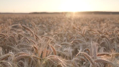 Rye field Vidéo 109671534