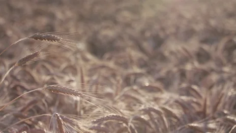Rye field Vídeo Stock 111346481