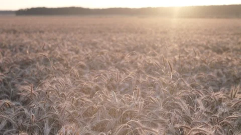 Rye field 動画素材 111346489