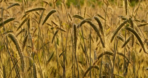 Rye field Stock Footage 112020245